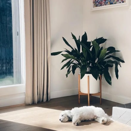 w ps instagram 2 opt