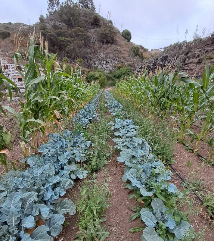 EcoFinca Harimaguada