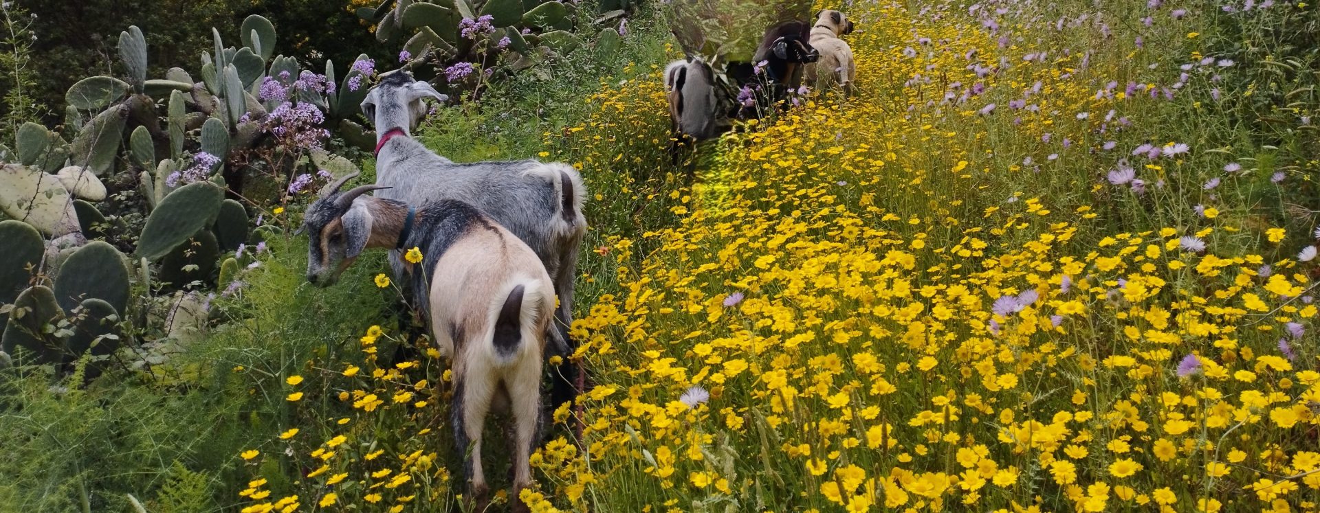 Cabras Ecofinca Harimaguada